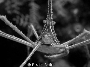 Arrowcrab B/W by Beate Seiler 